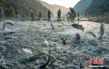 江西新余巨網(wǎng)秋捕 魚躍滿倉(cāng)