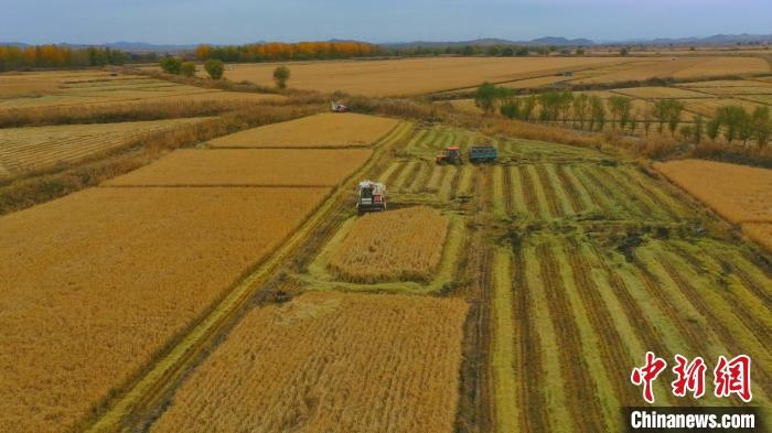 圖為科右中旗杜爾基鎮(zhèn)雙金嘎查的萬(wàn)畝水稻田進(jìn)入集中收割期。　趙殿威 攝
