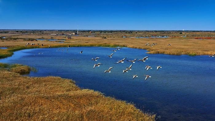 △黃河三角洲擁有天然蘆葦270平方公里，是東北亞內(nèi)陸和環(huán)西太平洋鳥類遷徙重要的“中轉(zhuǎn)站”、越冬地和繁殖地。(總臺央視記者李煒、程鋮拍攝)