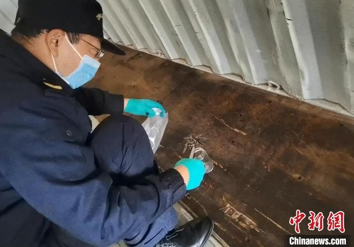 張家港海關(guān)工作人員截獲捕鳥蛛?！⊥踅〕?攝