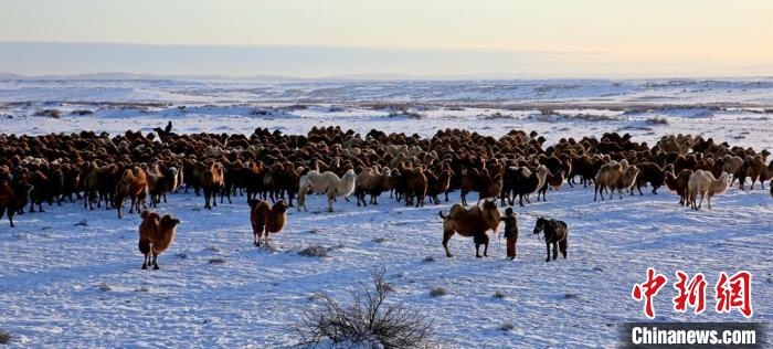 進入冬季，駱駝在戈壁灘上散養(yǎng)?！」o琨 攝