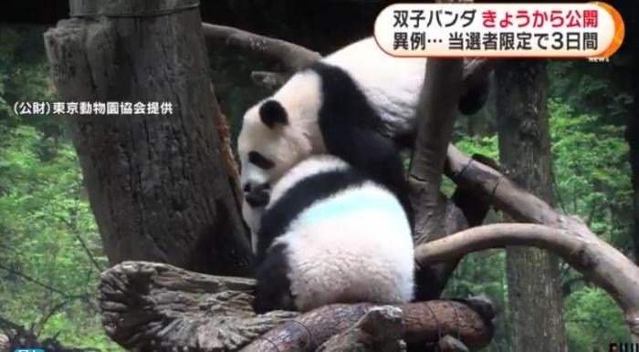12日，日本東京上野動(dòng)物園的旅日雙胞胎熊貓開始同游客見面。(圖片來源：日本富士電視臺(tái)視頻截圖)