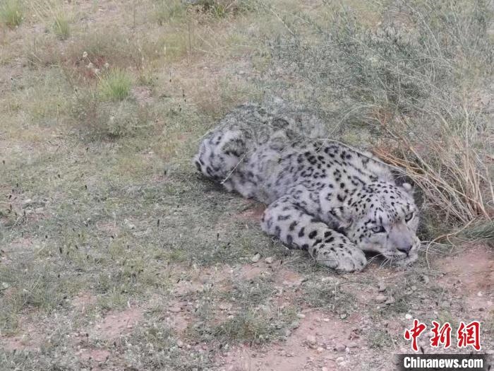 圖為在四子王旗發(fā)現(xiàn)的雪豹(資料圖)?！∷淖油跗炀焦﹫D