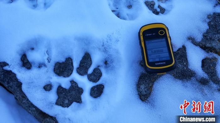 圖為疑似放歸雪豹的足跡(資料圖)。　內(nèi)蒙古賀蘭山國家級自然保護(hù)區(qū)供圖