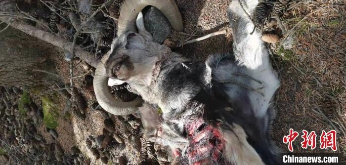 圖為疑似雪豹捕食巖羊的殘骸(資料圖)?！?nèi)蒙古賀蘭山國家級自然保護(hù)區(qū)供圖