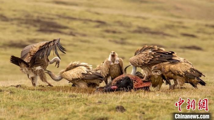 圖為作品《聚會》?！℃夭疾夭爬?攝