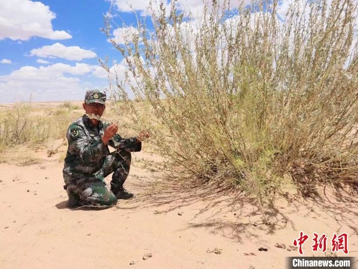 圖為謝寶民查看梭梭長勢?！∈茉L者供圖