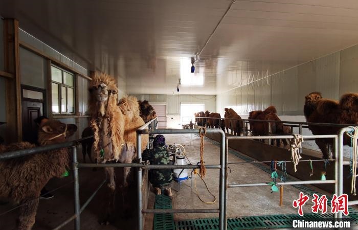 圖為共人正在給駱駝擠奶。　王長梅 攝