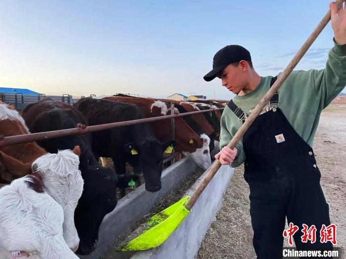 圖為敖木希勒在喂牛。　敖木希勒供圖