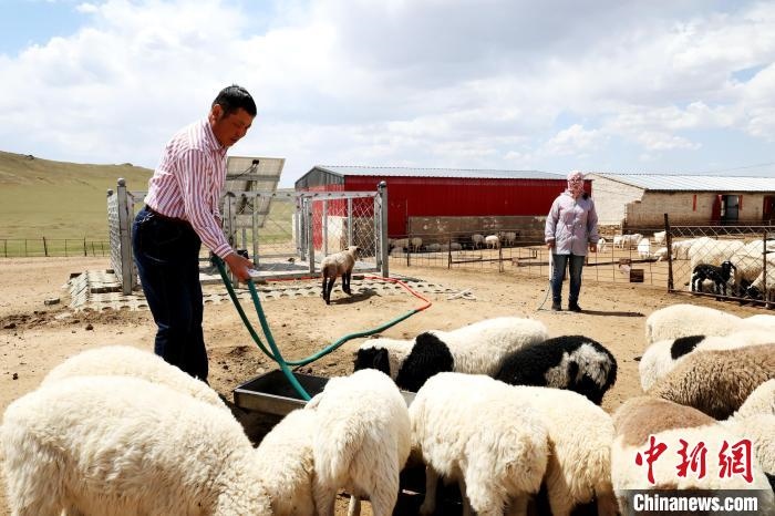 圖為圖門達來在喂羊?！埵鹧?攝