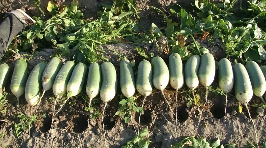 1698118279263483.png 4.png