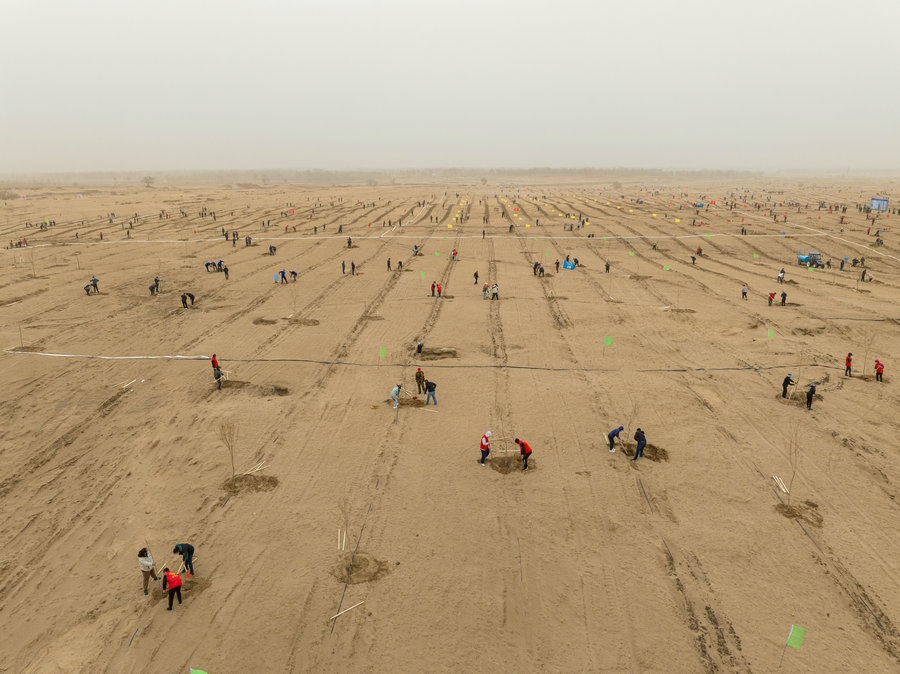 在高力板鎮(zhèn)花道卜和沙木嘎嘎查治理區(qū)，廣大干部群眾手植新綠，播種希望 （攝影：包寶音德力格爾）.JPG