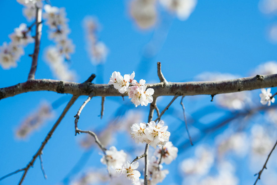 1744084819746472.jpg 桃花1.jpg