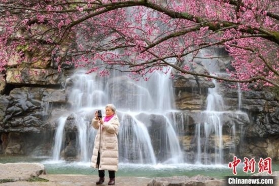 2月23日，市民在乾藝梅園景區(qū)拍攝綻放的梅花。瞿宏倫 攝