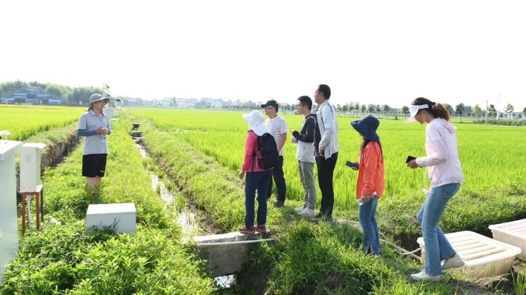 △云南大理古生村科技小院成員在田間調(diào)查。