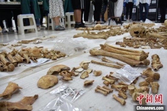 圖為已清理完畢的骨骼標本。王宇 攝