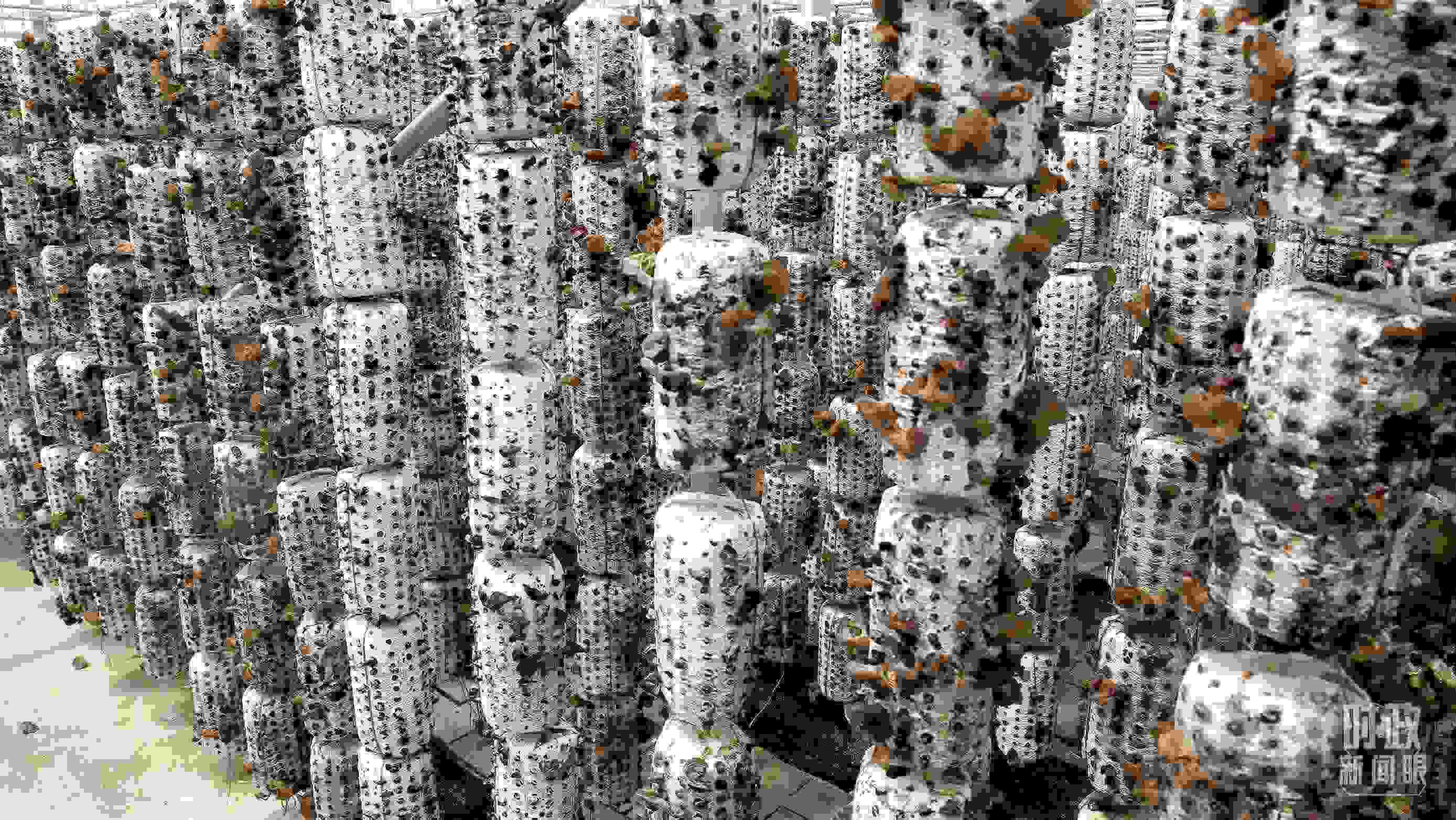 △金米村的小木耳、大產(chǎn)業(yè)。（圖／視覺中國）