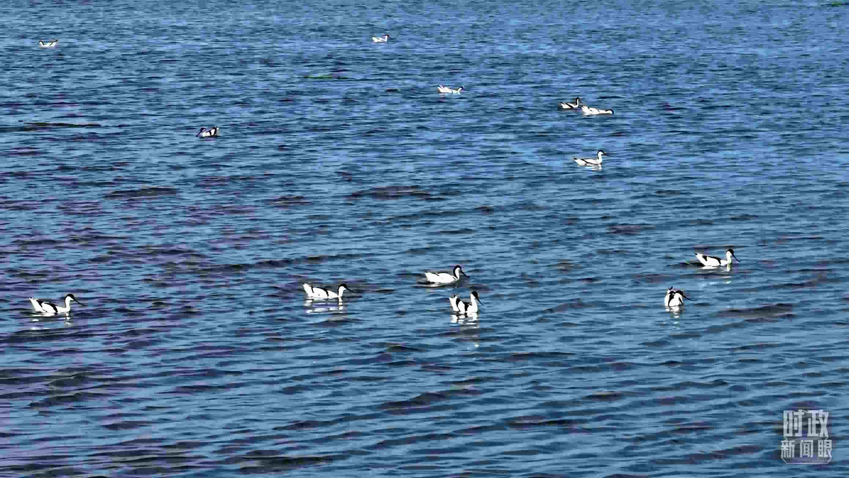 △鹽湖棲息的鳥類。（總臺記者裴大偉、康曉宇拍攝）