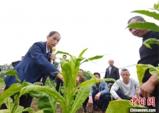 “鄉(xiāng)村學(xué)堂”田間現(xiàn)場教學(xué)。(資料圖) 唐濤華 攝