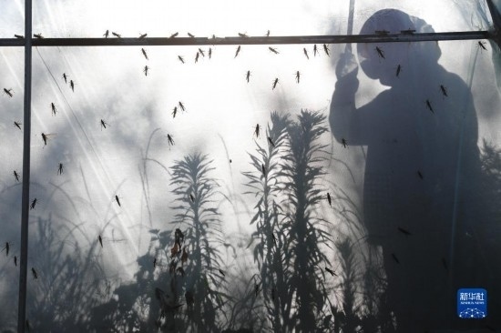 6月21日，山東省樂(lè)陵市西段鄉(xiāng)岔河村東亞飛蝗養(yǎng)殖基地的養(yǎng)殖戶在大棚內(nèi)忙碌。新華社記者 范長(zhǎng)國(guó) 攝