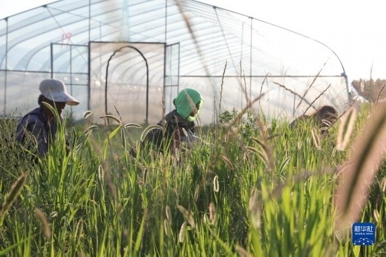 6月21日，山東省樂(lè)陵市西段鄉(xiāng)岔河村東亞飛蝗養(yǎng)殖基地的螞蚱養(yǎng)殖戶在割草。新華社記者 范長(zhǎng)國(guó) 攝
