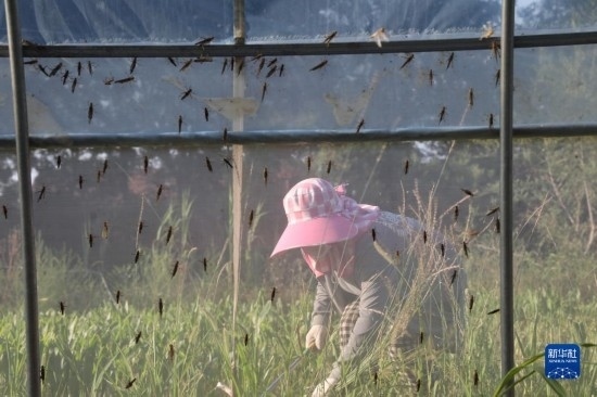 6月21日，山東省樂(lè)陵市西段鄉(xiāng)岔河村東亞飛蝗養(yǎng)殖基地的螞蚱養(yǎng)殖戶在割草。新華社記者 范長(zhǎng)國(guó) 攝