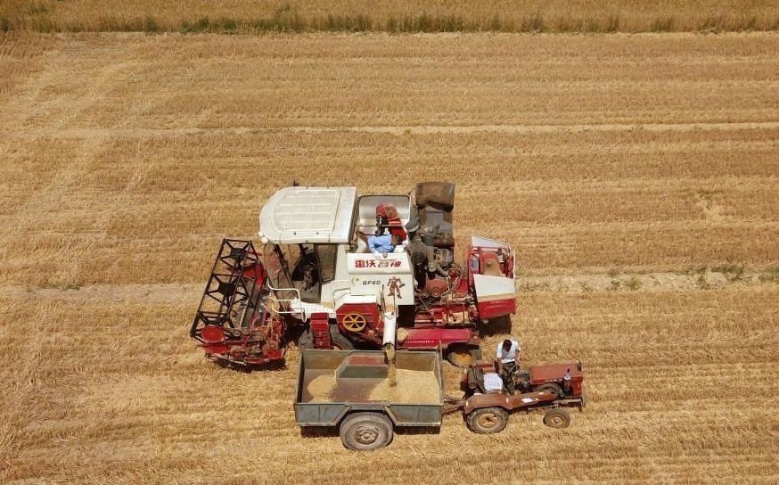 2023年6月14日，在山東省臨邑縣林子鎮(zhèn)，聯(lián)合收割機在收獲小麥。