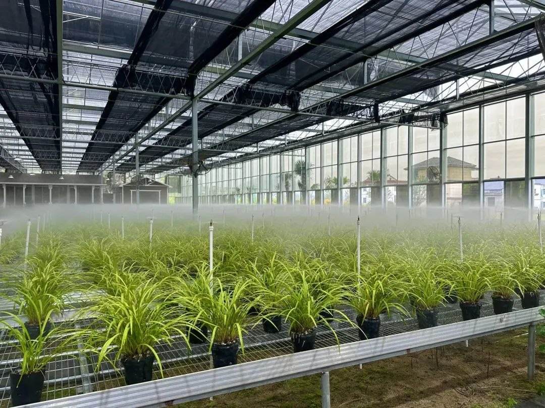 浙江省紹興市柯橋區(qū)漓渚鎮(zhèn)棠棣村的蘭花種植基地。靜玄 攝