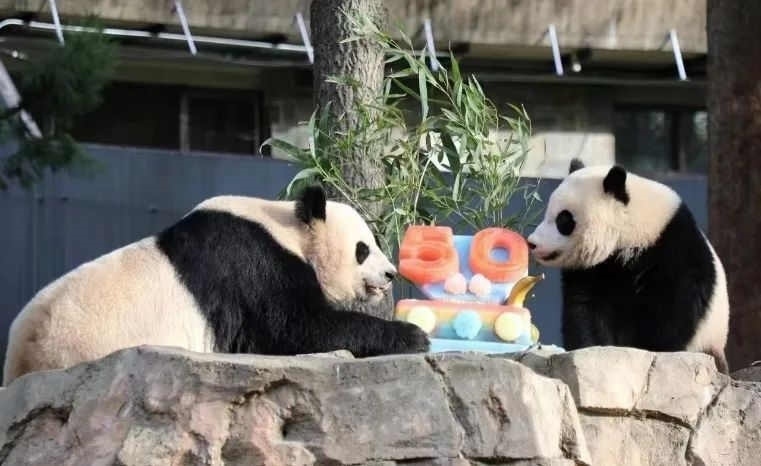 2022年，美國國家動(dòng)物園舉辦活動(dòng)慶祝大熊貓抵美50周年，園方為大熊貓“美香”“添添”和“小奇跡”一家三口準(zhǔn)備了有“50”字樣的冰凍水果蛋糕。（圖片來源：雅安市廣播電視臺(tái)）