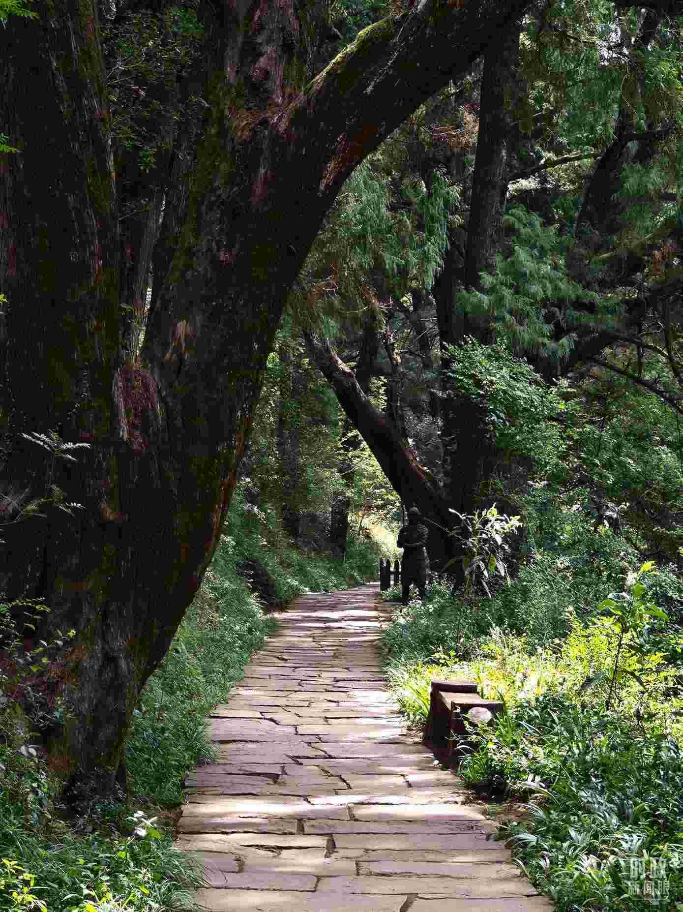 △古蜀道與古柏。（總臺央視記者彭漢明拍攝）