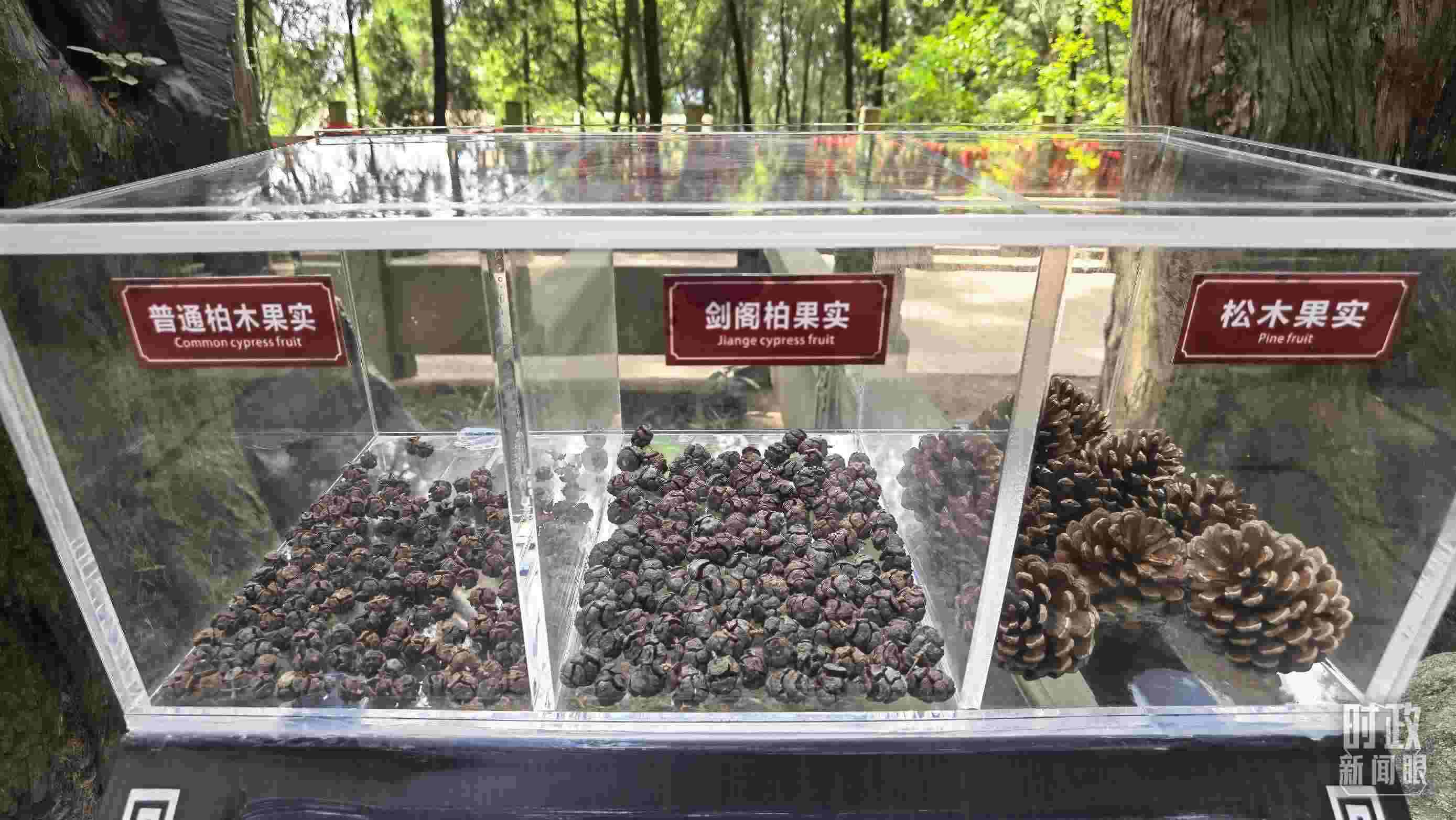 △翠云廊古蜀道，現(xiàn)場陳列的柏木和松木果實(shí)。（總臺央視記者石丞拍攝）