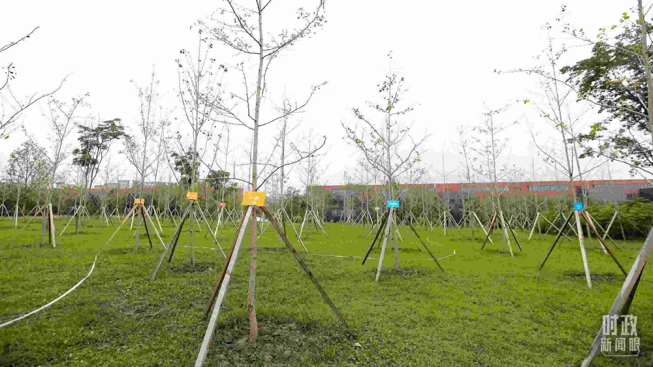 成都大運(yùn)村內(nèi)專門(mén)種植了友誼林，各國(guó)代表團(tuán)都可認(rèn)領(lǐng)。