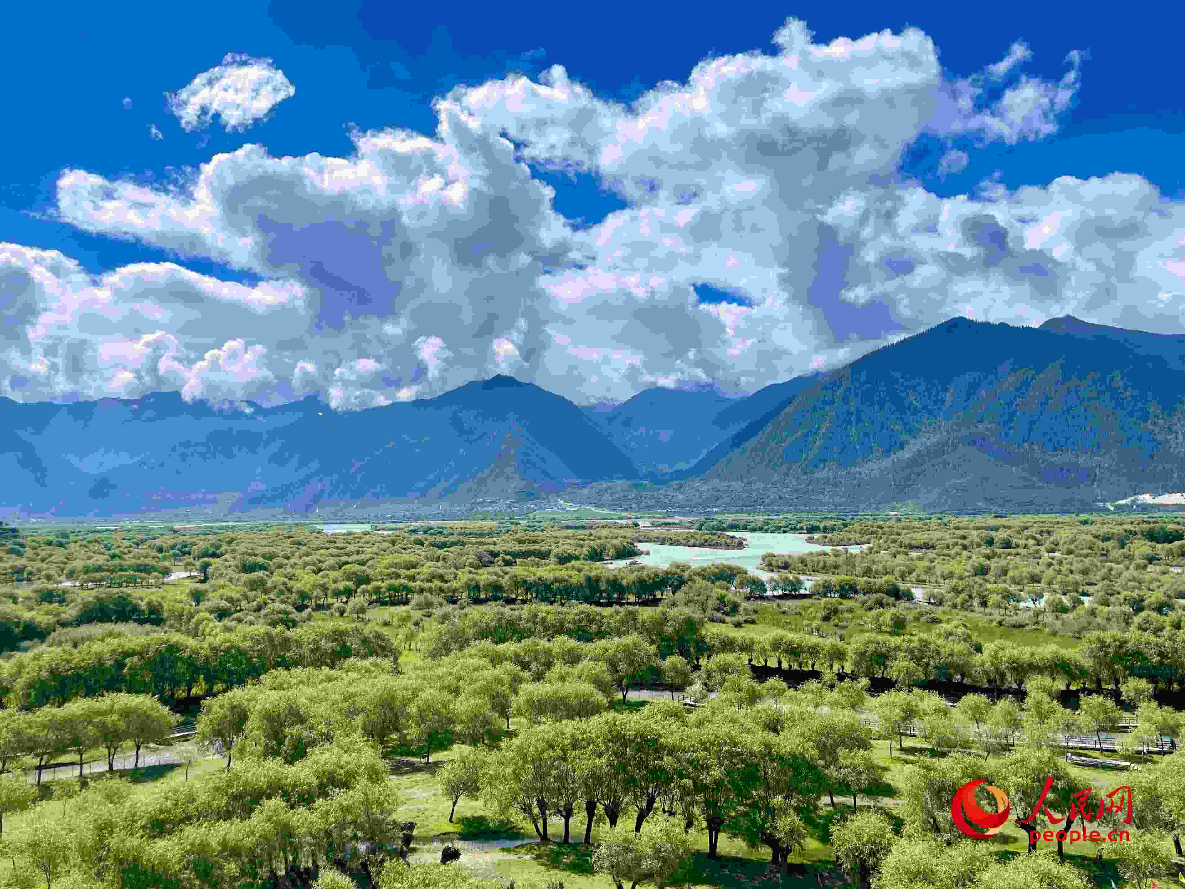 夏日的雅尼國(guó)家濕地公園生機(jī)盎然，如詩(shī)如畫。人民網(wǎng) 周靜圓攝