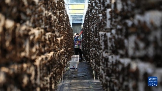 7月29日，在卓尼縣納浪鎮(zhèn)納浪村黑木耳種植基地，農(nóng)戶在采摘黑木耳。