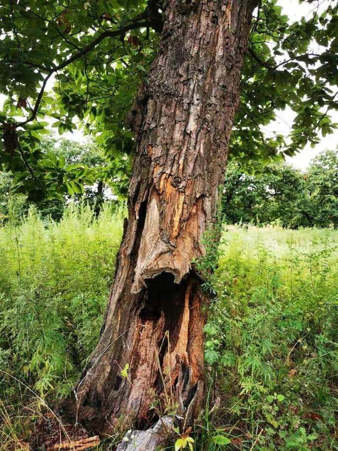 圖為2021年10月拍攝的秦嶺北麓百年板栗古樹(shù)遭破壞情況。人民網(wǎng)記者 吳超攝