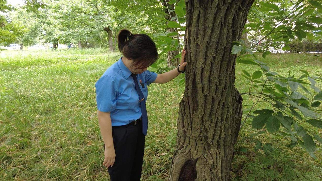 惠琳琳仔細(xì)查看古樹(shù)生長(zhǎng)近況。人民網(wǎng) 黨童攝