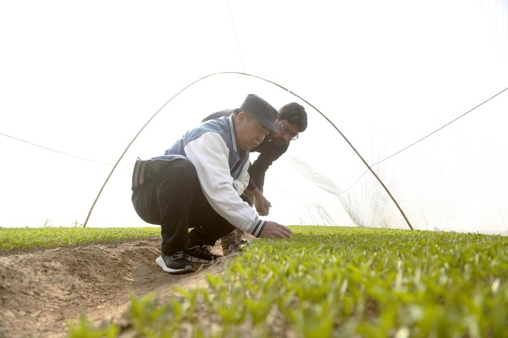 巴基斯坦旁遮普省木爾坦的中巴辣椒訂單種植項(xiàng)目辣椒育苗大棚內(nèi)，中國(guó)農(nóng)業(yè)專家?guī)ьI(lǐng)巴基斯坦技術(shù)員查看辣椒秧苗生長(zhǎng)情況。