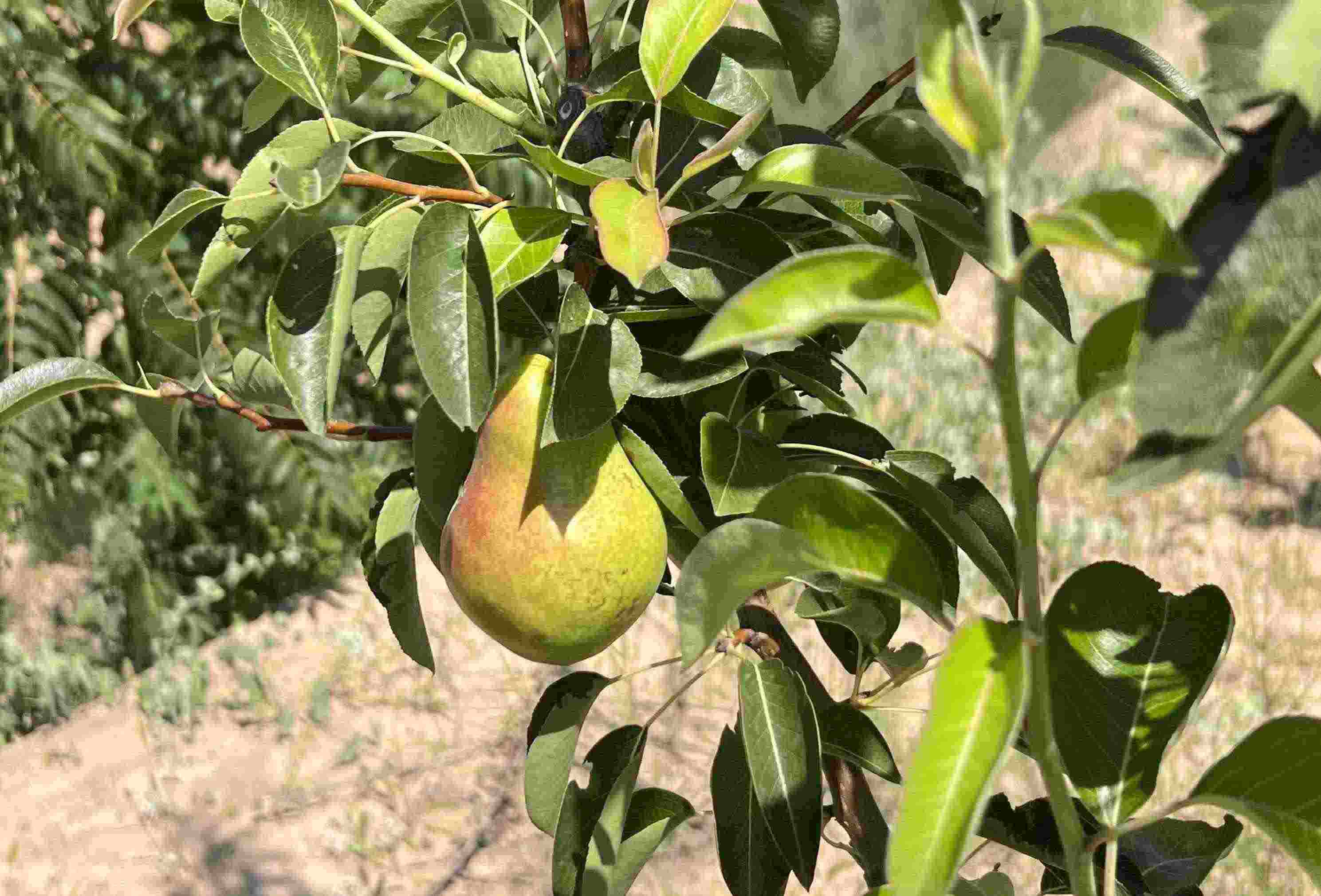 青梨基地果樹上的幼果。人民網(wǎng)記者 王連香攝