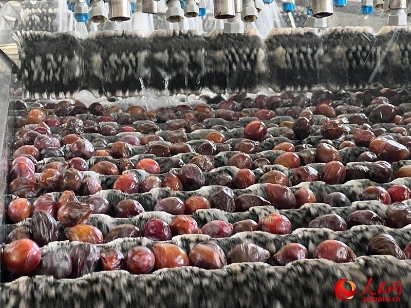 清洗西梅。人民網(wǎng)記者 常雪梅攝