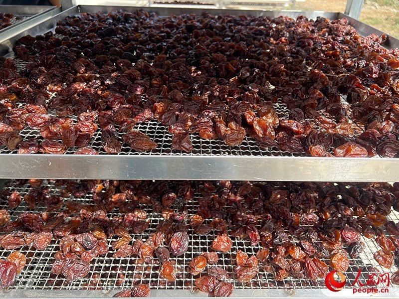 晾曬西梅。人民網(wǎng)記者 常雪梅攝