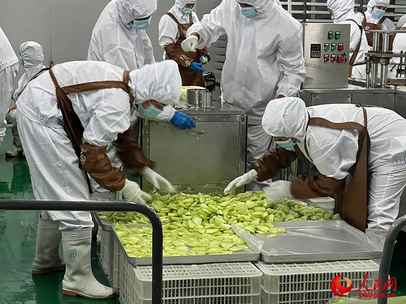 切片哈密瓜將被做成凍干食品。人民網(wǎng)記者 常雪梅攝