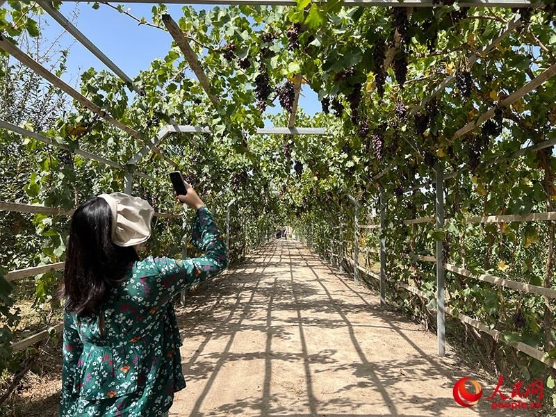新疆閩龍達干果產(chǎn)業(yè)有限公司內(nèi)種植的葡萄。人民網(wǎng)記者 常雪梅攝