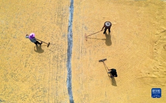 9月16日，湖南省郴州市桂陽縣流峰鎮(zhèn)農(nóng)民在晾曬稻谷（無人機照片）。