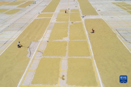 9月16日，村民在貴州省黔東南苗族侗族自治州丹寨縣金泉街道晾曬稻谷（無人機照片）。