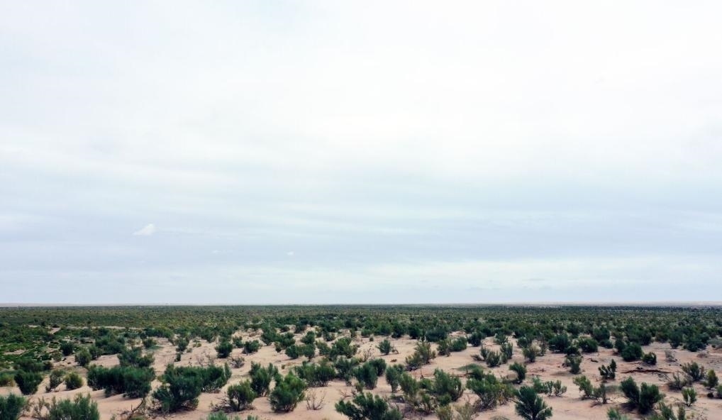 經(jīng)過封禁保護(hù)和人工種植梭梭后恢復(fù)綠色的草場（2023年9月12日攝）。新華社記者李云平 攝