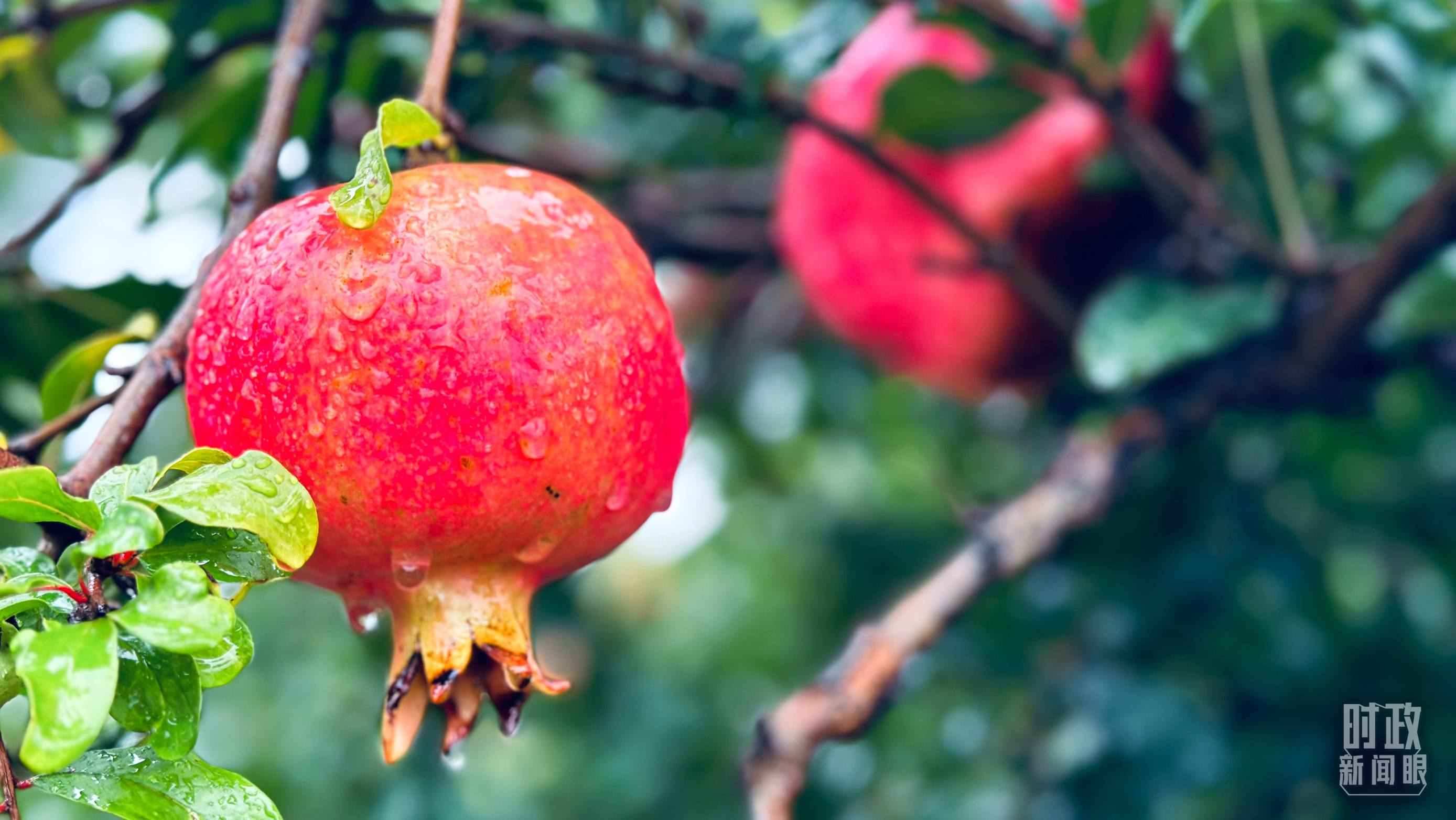 △一場秋雨過后，石榴更顯晶瑩。（總臺央視記者李輝、范一鳴拍攝）