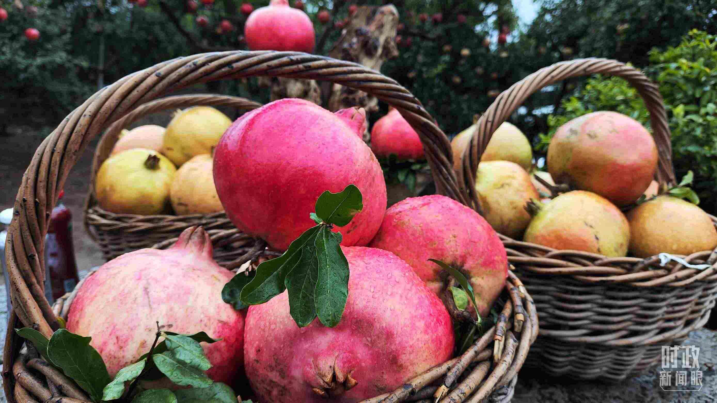 △種植園內(nèi)新鮮采摘的石榴。（總臺央視記者鐘信偉拍攝）