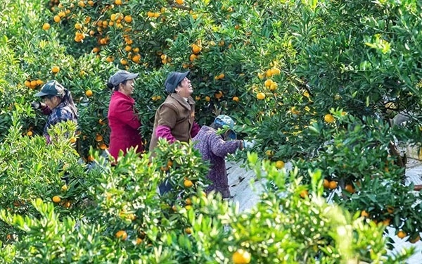 農戶在果園中采摘果實。湖南省石門縣融媒體中心 唐亞翔攝