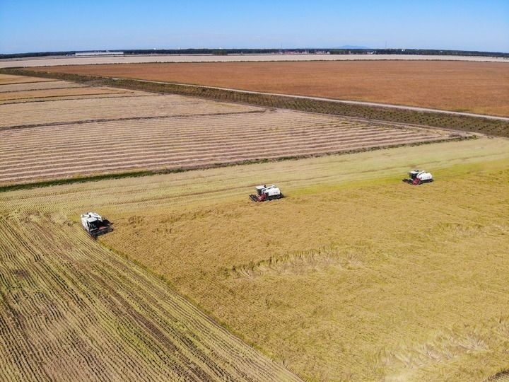 這是在位于黑龍江雙鴨山市友誼縣的北大荒農(nóng)業(yè)股份有限公司友誼分公司一地塊拍攝的水稻收獲現(xiàn)場（2023年9月21日攝，無人機(jī)照片）。新華社記者 王松 攝