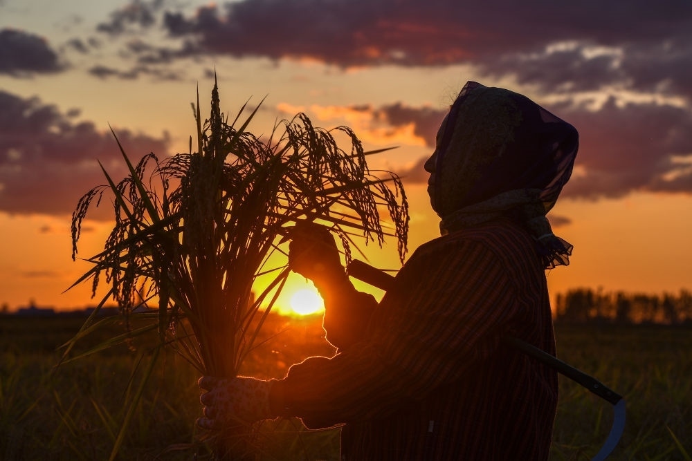 農(nóng)民在吉林省吉林市永吉縣萬昌鎮(zhèn)花家村收割水稻（2023年9月12日攝）。新華社記者 張楠 攝
